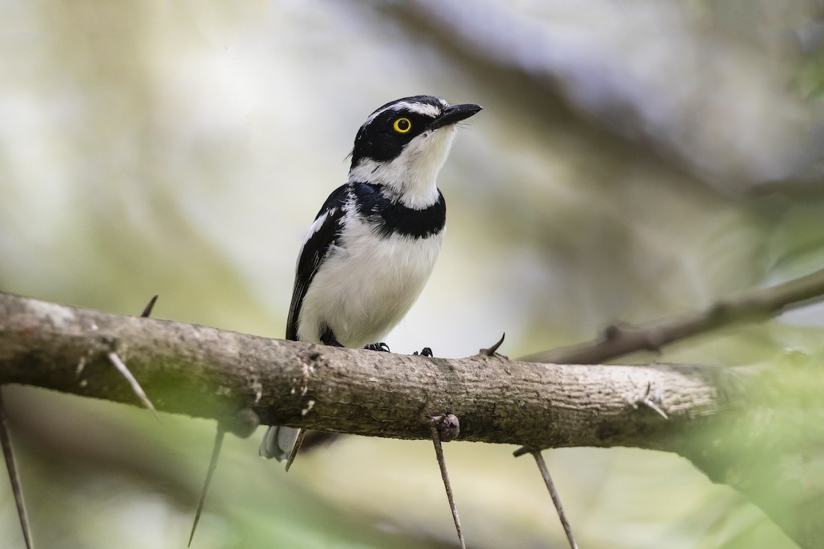 Eastern Black-headed Batis - Stefan Hirsch