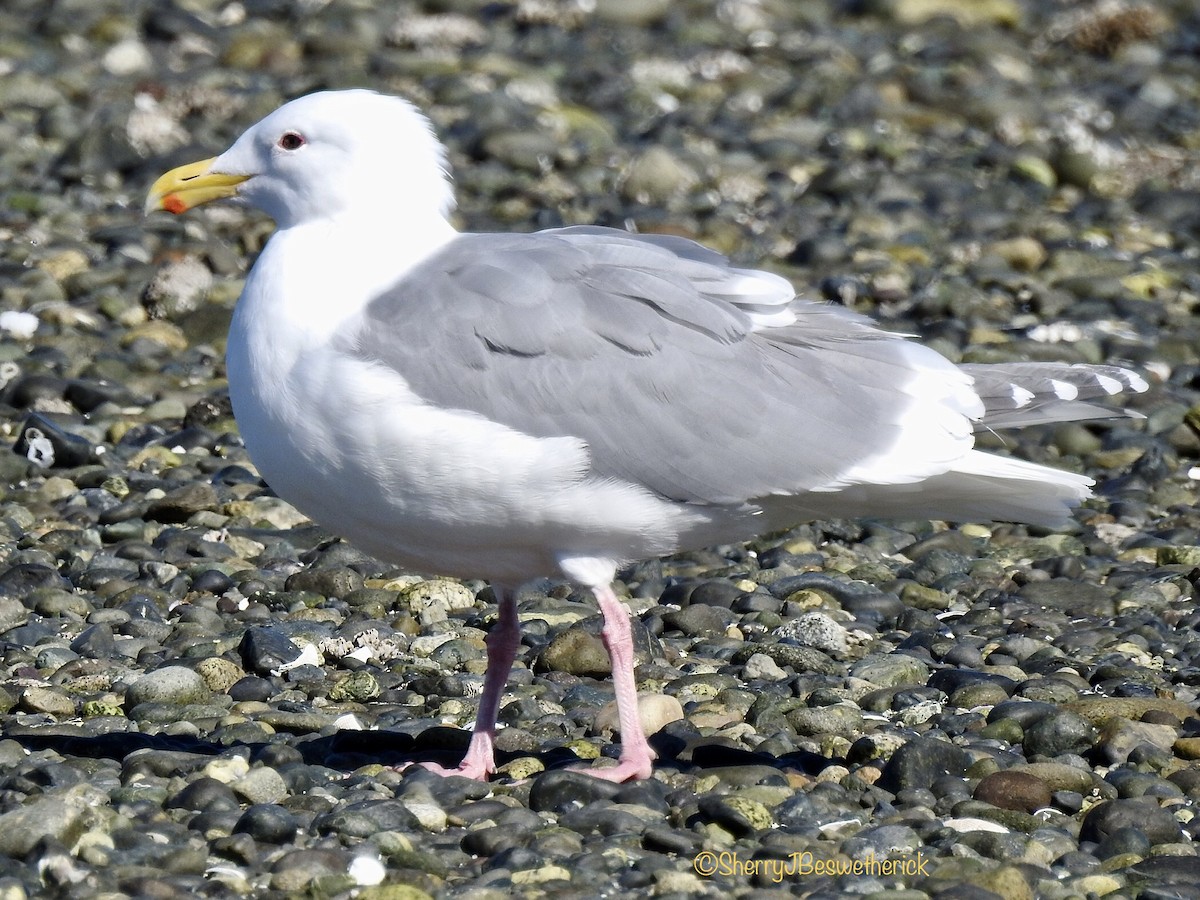 Glaucous-winged Gull - ML317768701