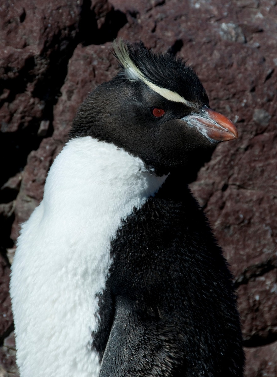 Southern Rockhopper Penguin - Rich Wilkens