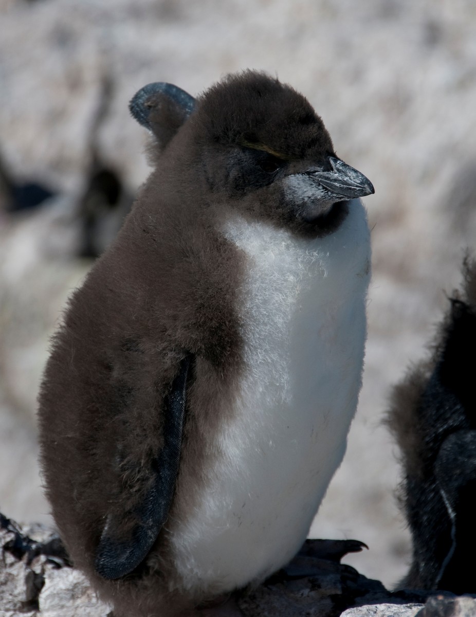 Southern Rockhopper Penguin - ML317769011