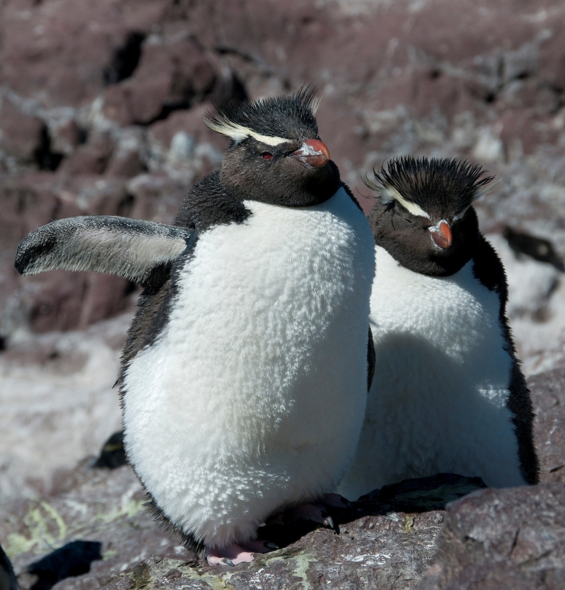 Southern Rockhopper Penguin - ML317769121