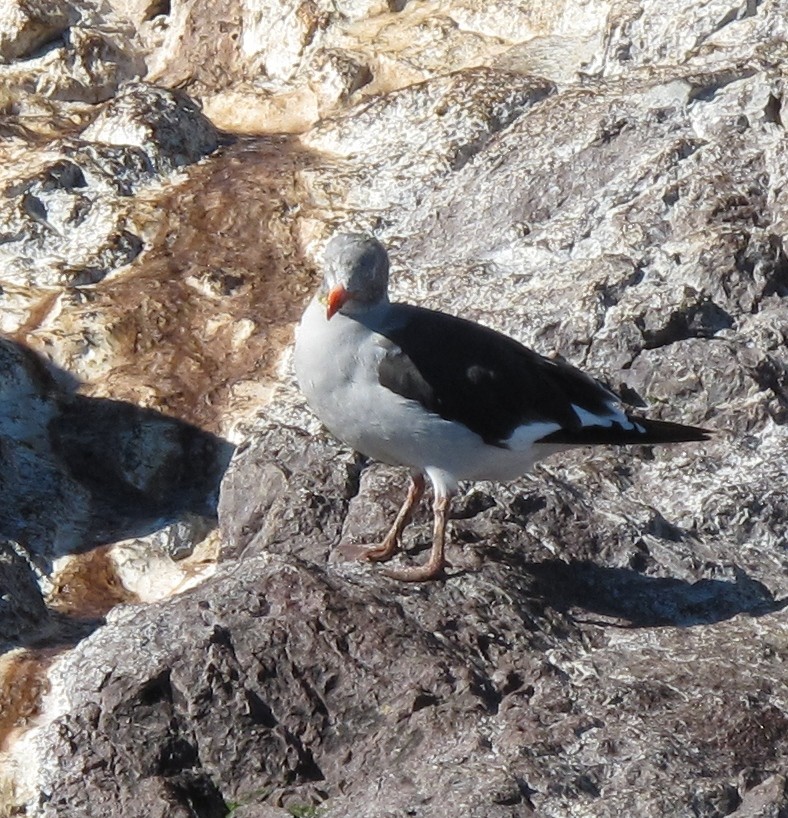 Dolphin Gull - ML317769691