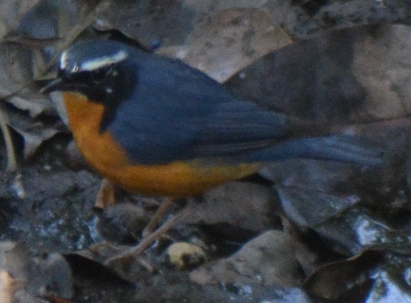 Indian Blue Robin - ML317770201