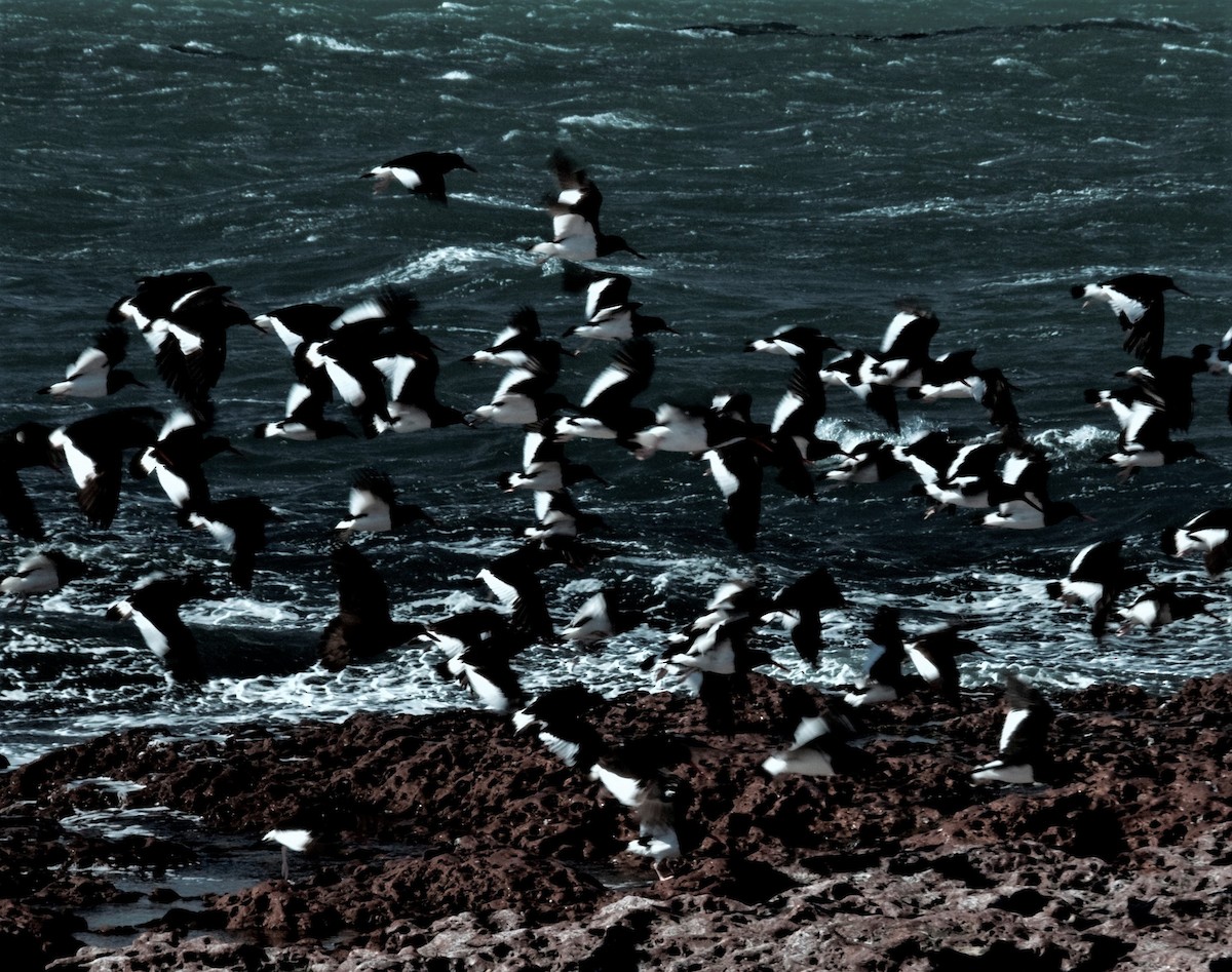 Magellanic Oystercatcher - Rich Wilkens