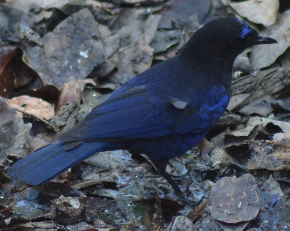 Малабарская синяя птица - ML317770381