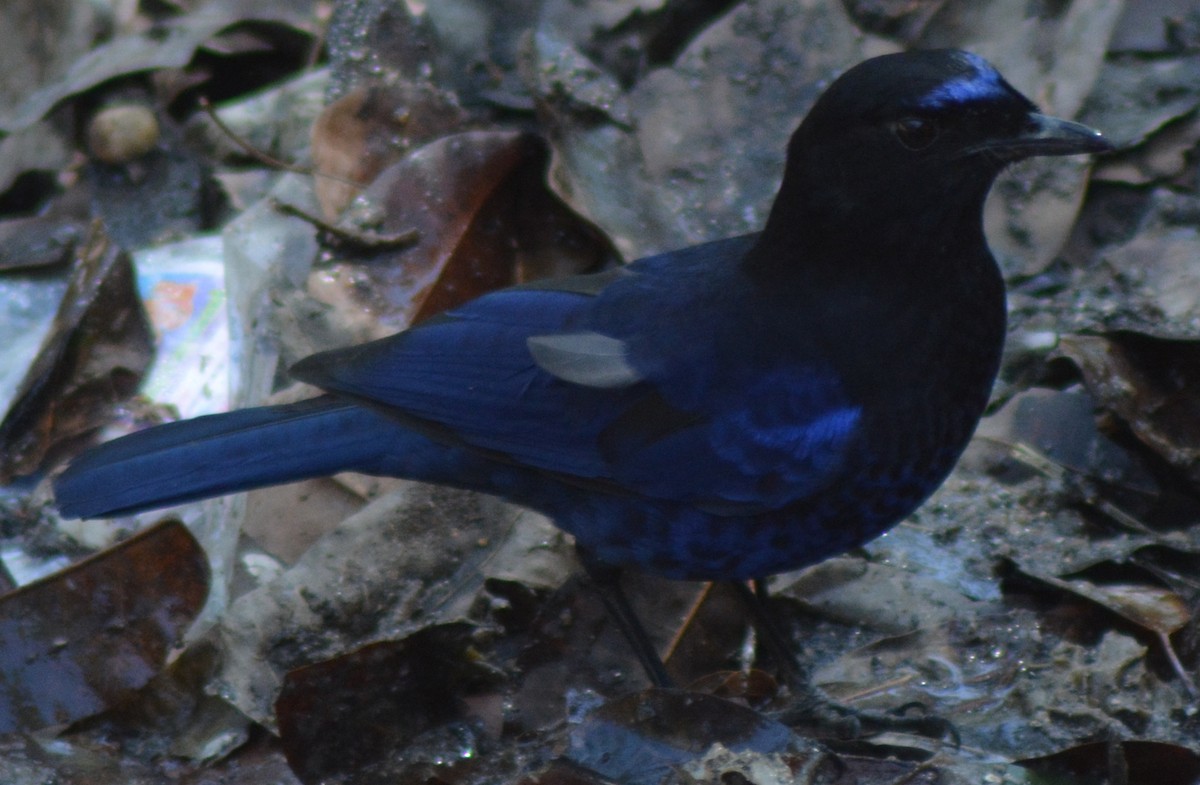 Малабарская синяя птица - ML317770391