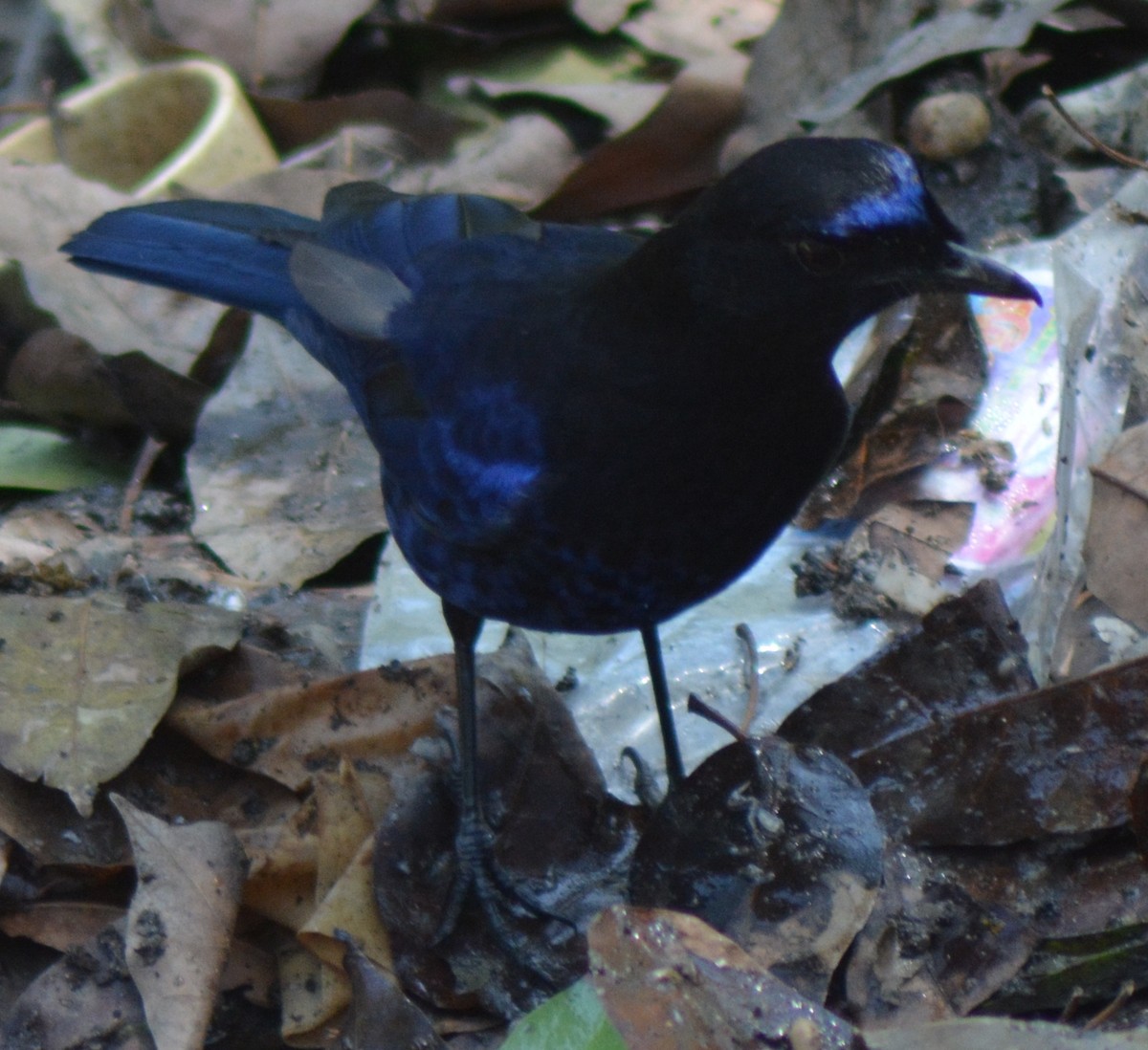 Малабарская синяя птица - ML317770421
