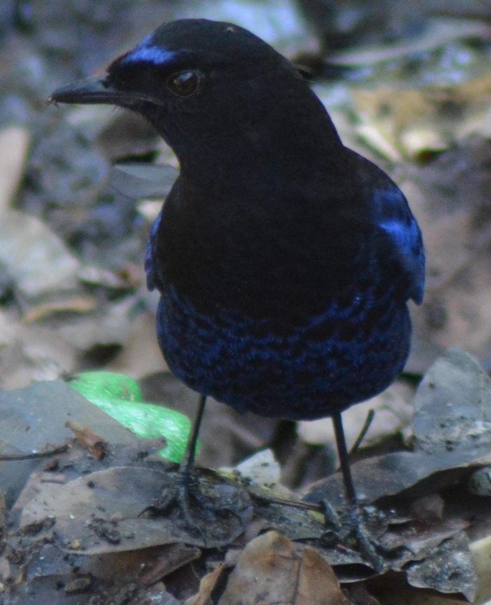 Малабарская синяя птица - ML317770461