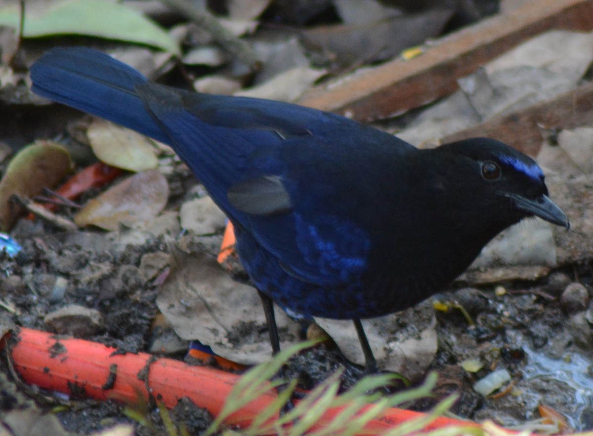 Малабарская синяя птица - ML317770541