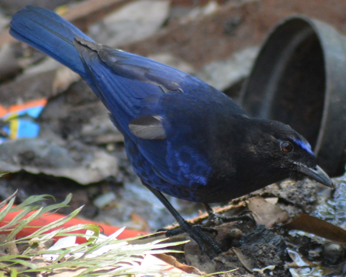 Малабарская синяя птица - ML317770551