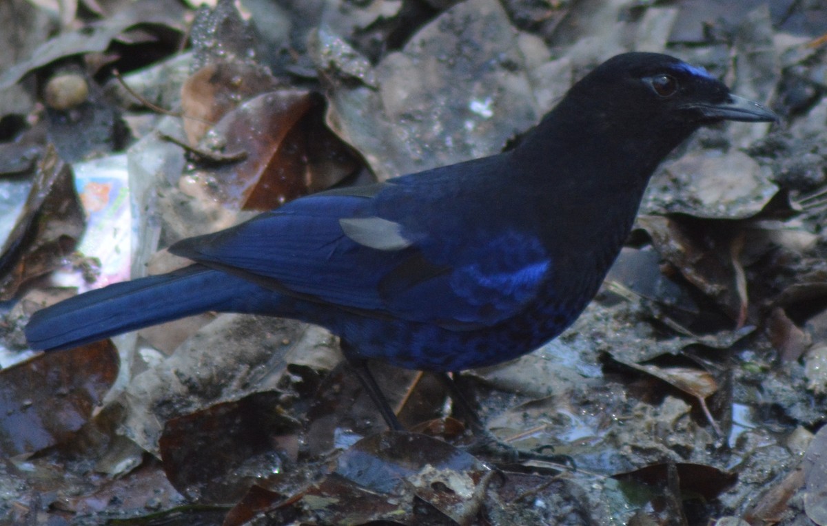 Малабарская синяя птица - ML317770581