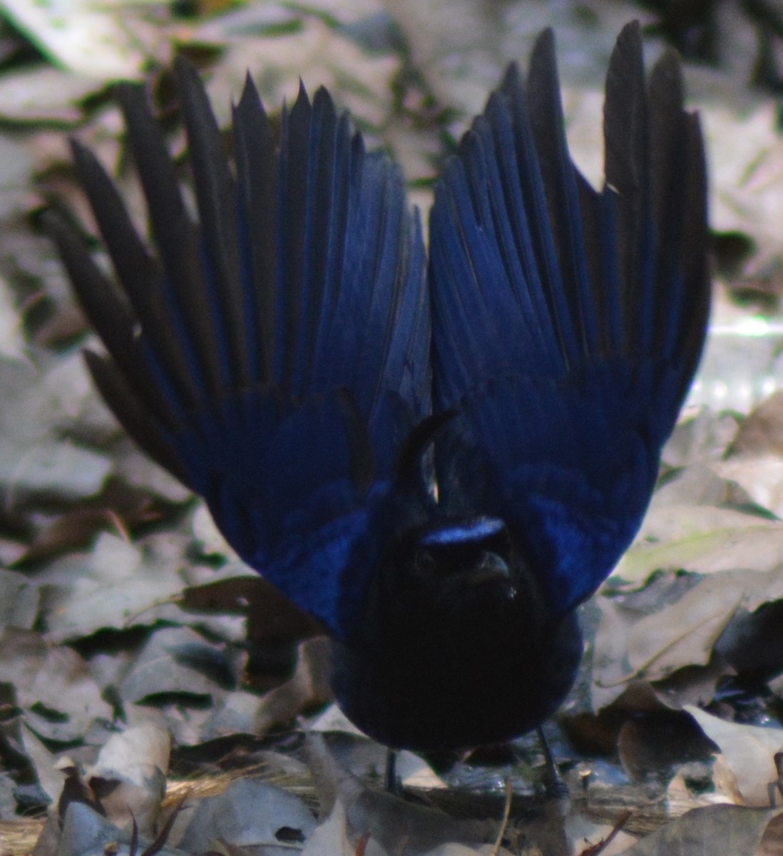 Малабарская синяя птица - ML317770641