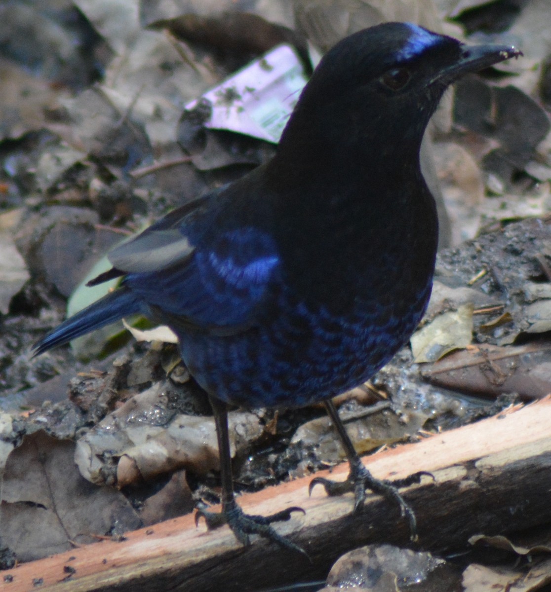 Малабарская синяя птица - ML317770661