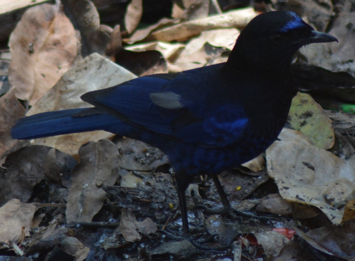 Малабарская синяя птица - ML317770691