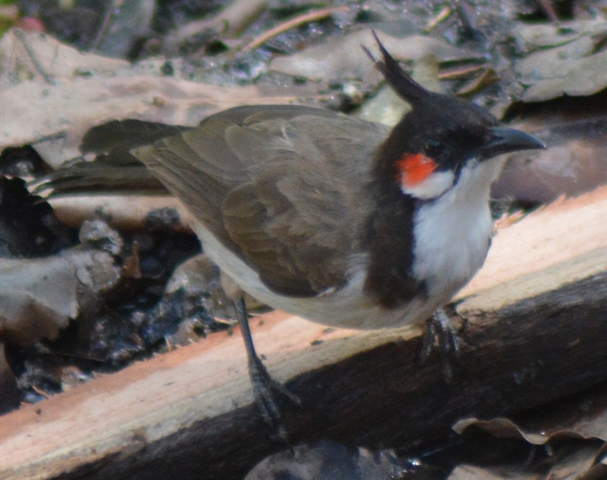 Red-whiskered Bulbul - ML317771161