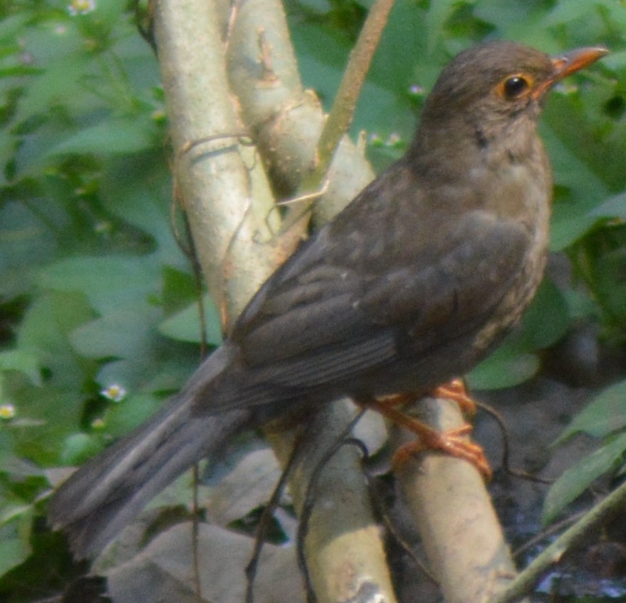 Indian Blackbird - ML317771831