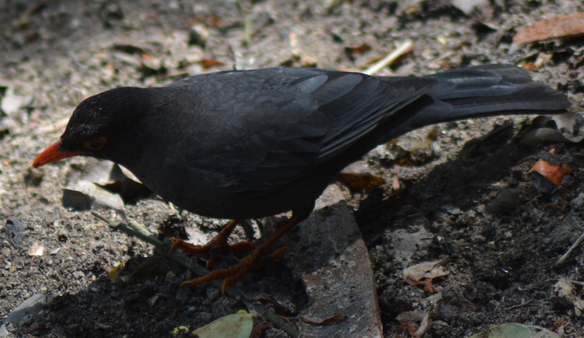 Indian Blackbird - ML317771951