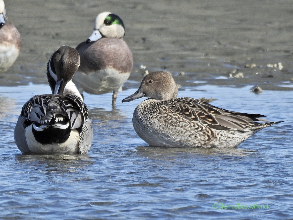 Northern Pintail - Sherry Beswetherick
