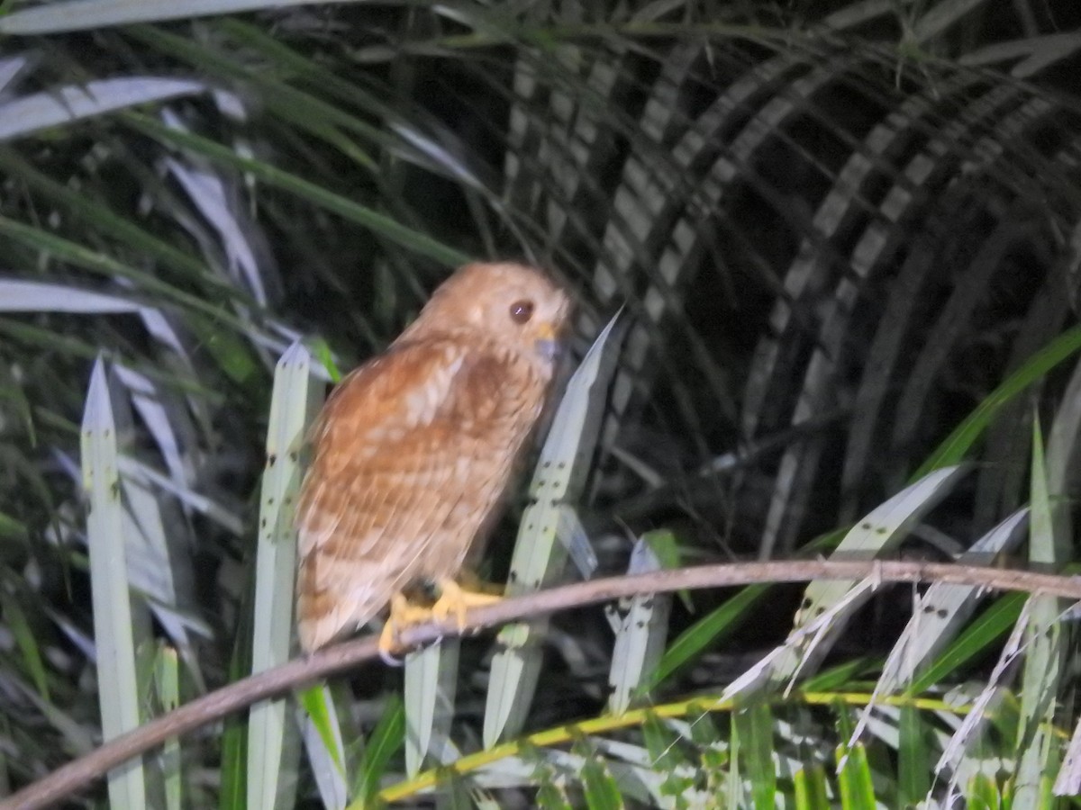 Rufous Fishing-Owl - Tony Crilley