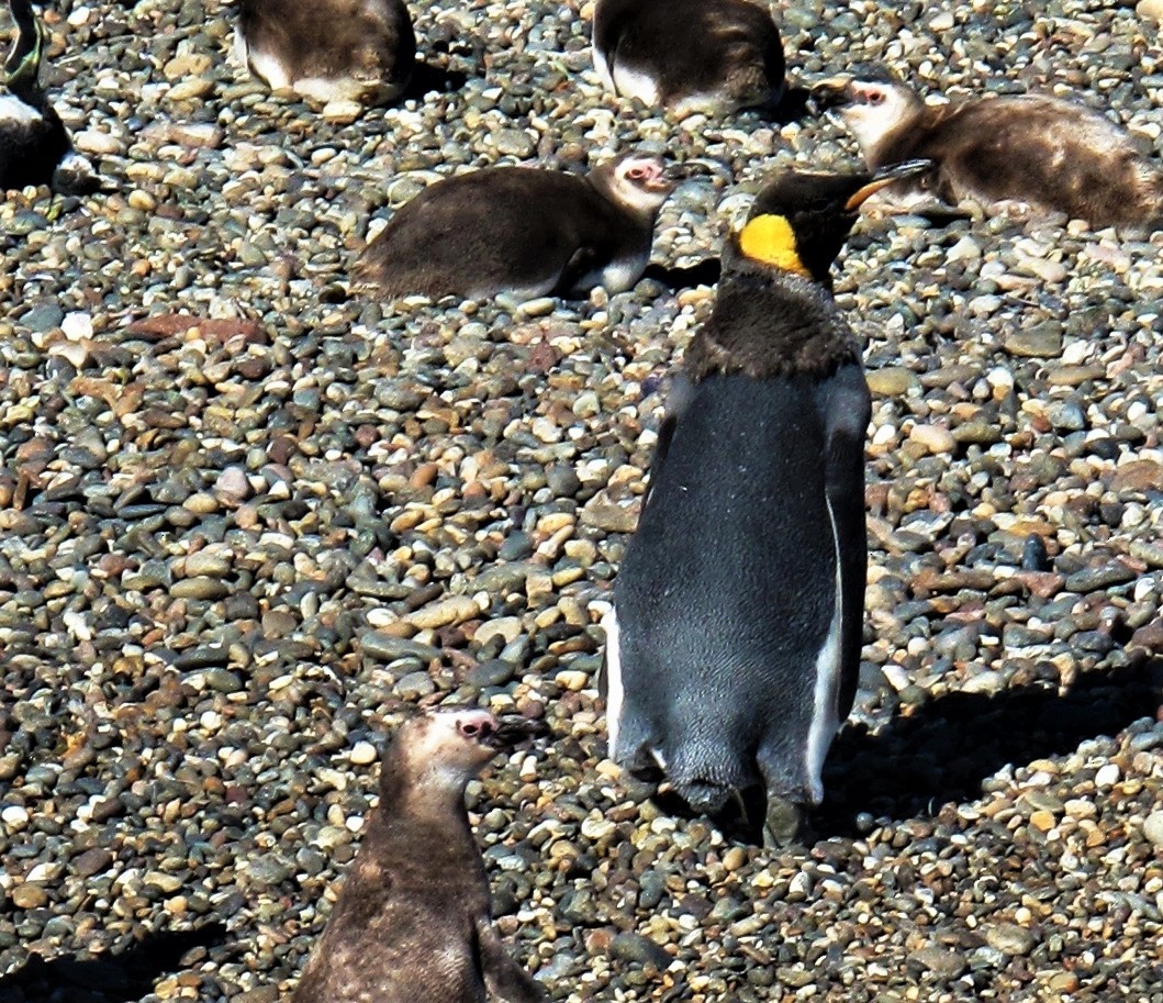 tučňák patagonský - ML317774081
