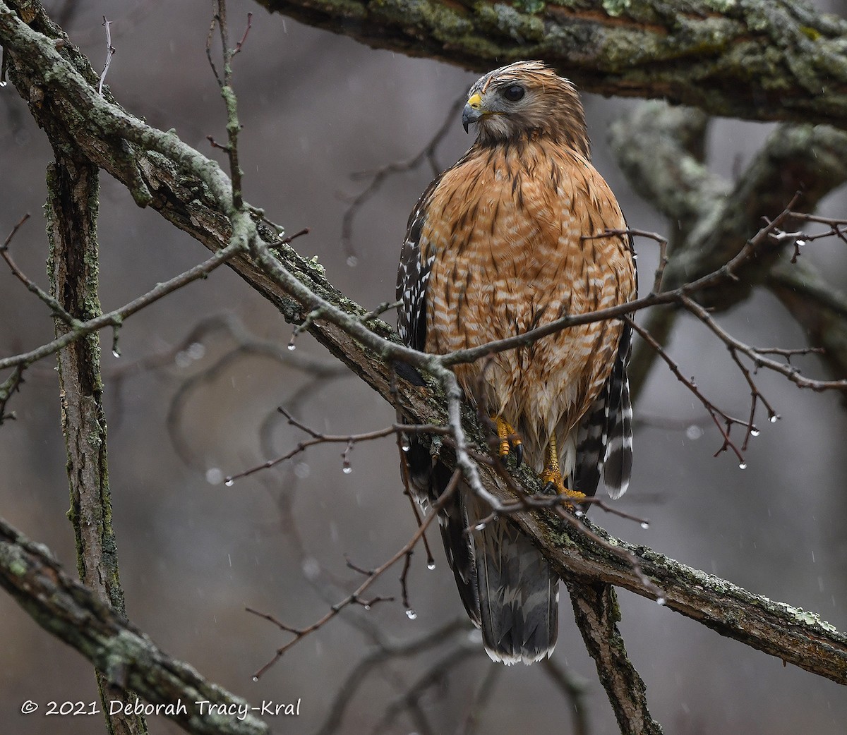 Red-shouldered Hawk - ML317775061