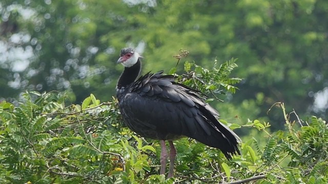 Weißwangen-Wehrvogel - ML317775311