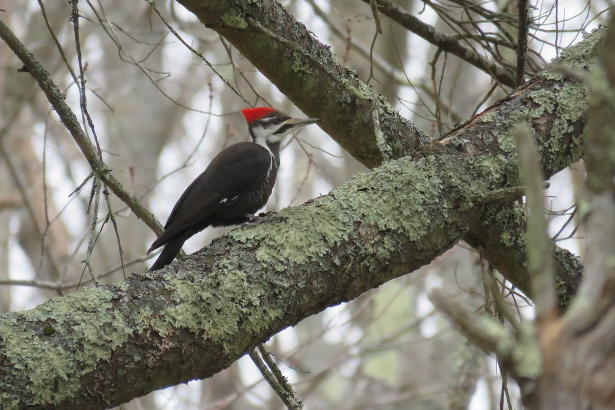 Pileated Woodpecker - Josh Fecteau