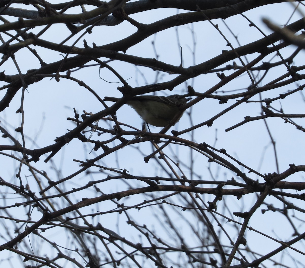 Hutton's Vireo - ML317778051