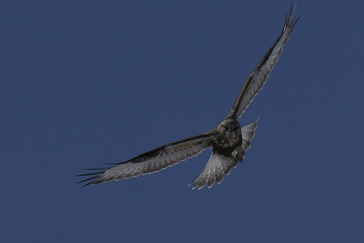 Rough-legged Hawk - france dallaire