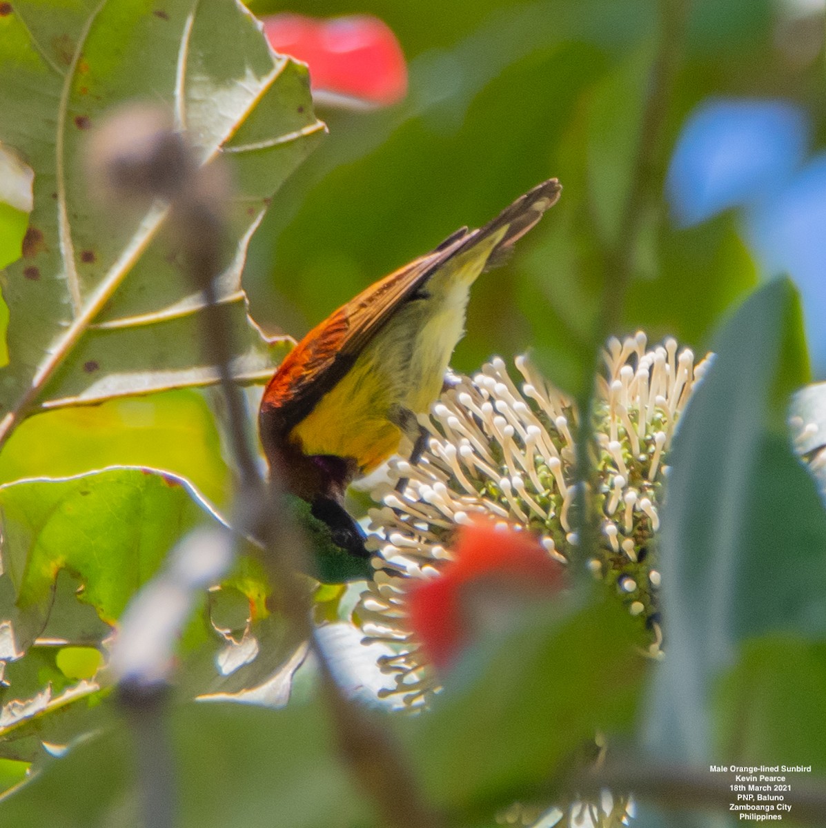 Purple-throated Sunbird (Orange-lined) - Kevin Pearce