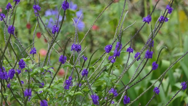 Tolima Blossomcrown - ML317783251