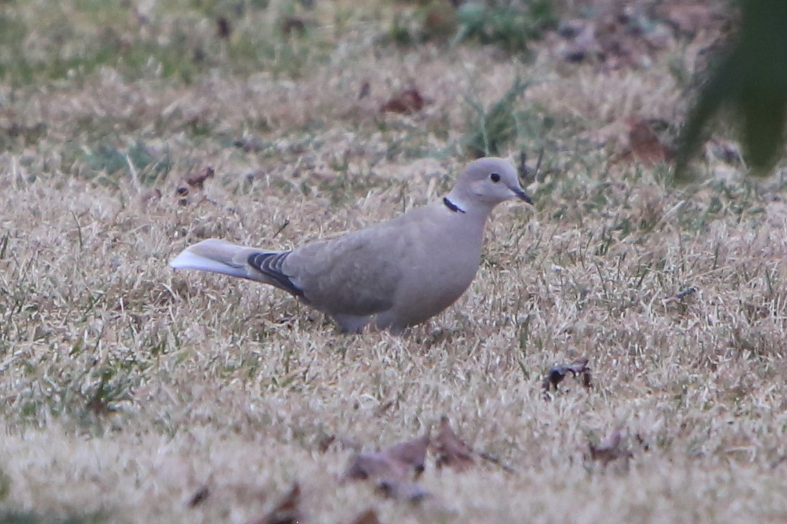 Eurasian Collared-Dove - Bruce Robinson