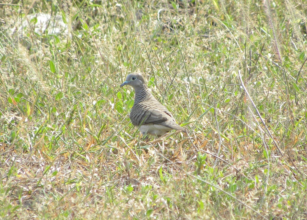 斑馬鳩 - ML317783791