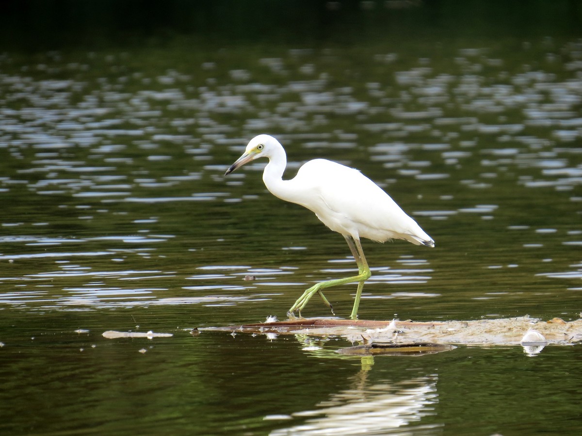 Little Blue Heron - ML31778411