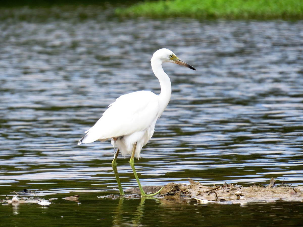 Little Blue Heron - ML31778431