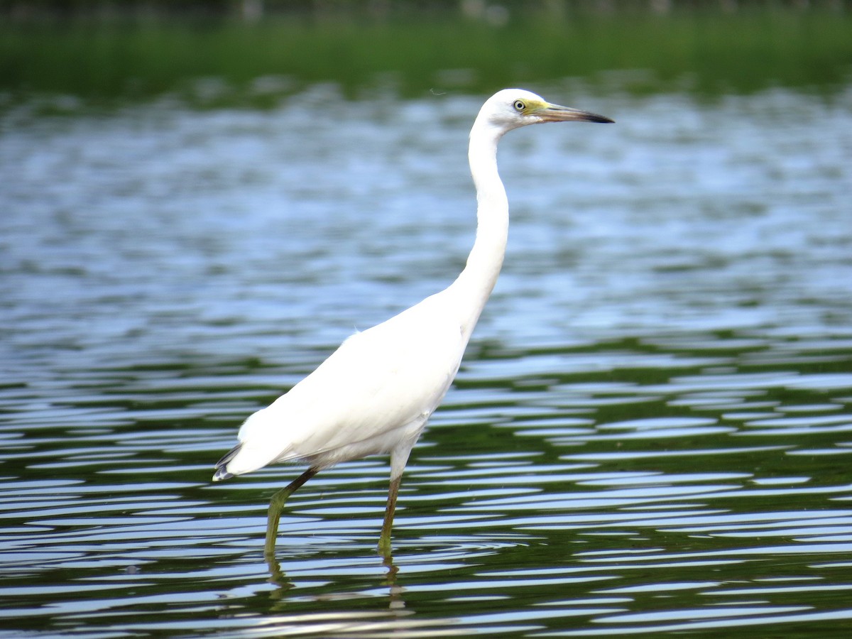 Little Blue Heron - ML31778451