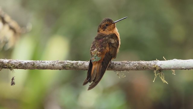 Colibrí Cobrizo - ML317786081