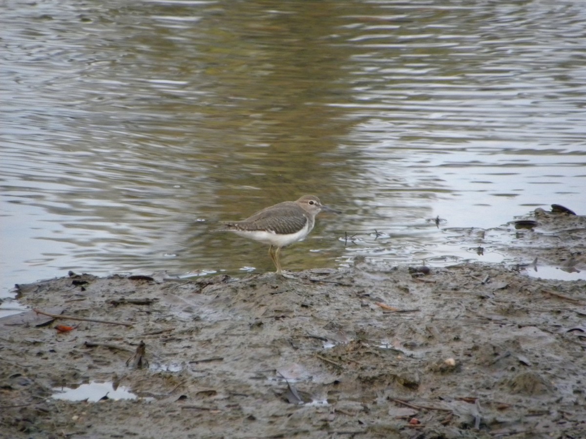 Common Sandpiper - ML317787021