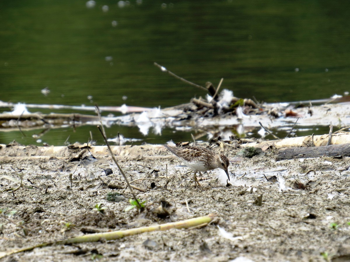 Least Sandpiper - ML31778721