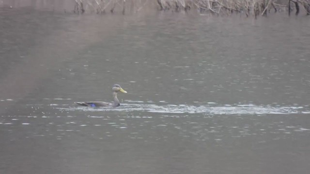 American Black Duck - ML317787301