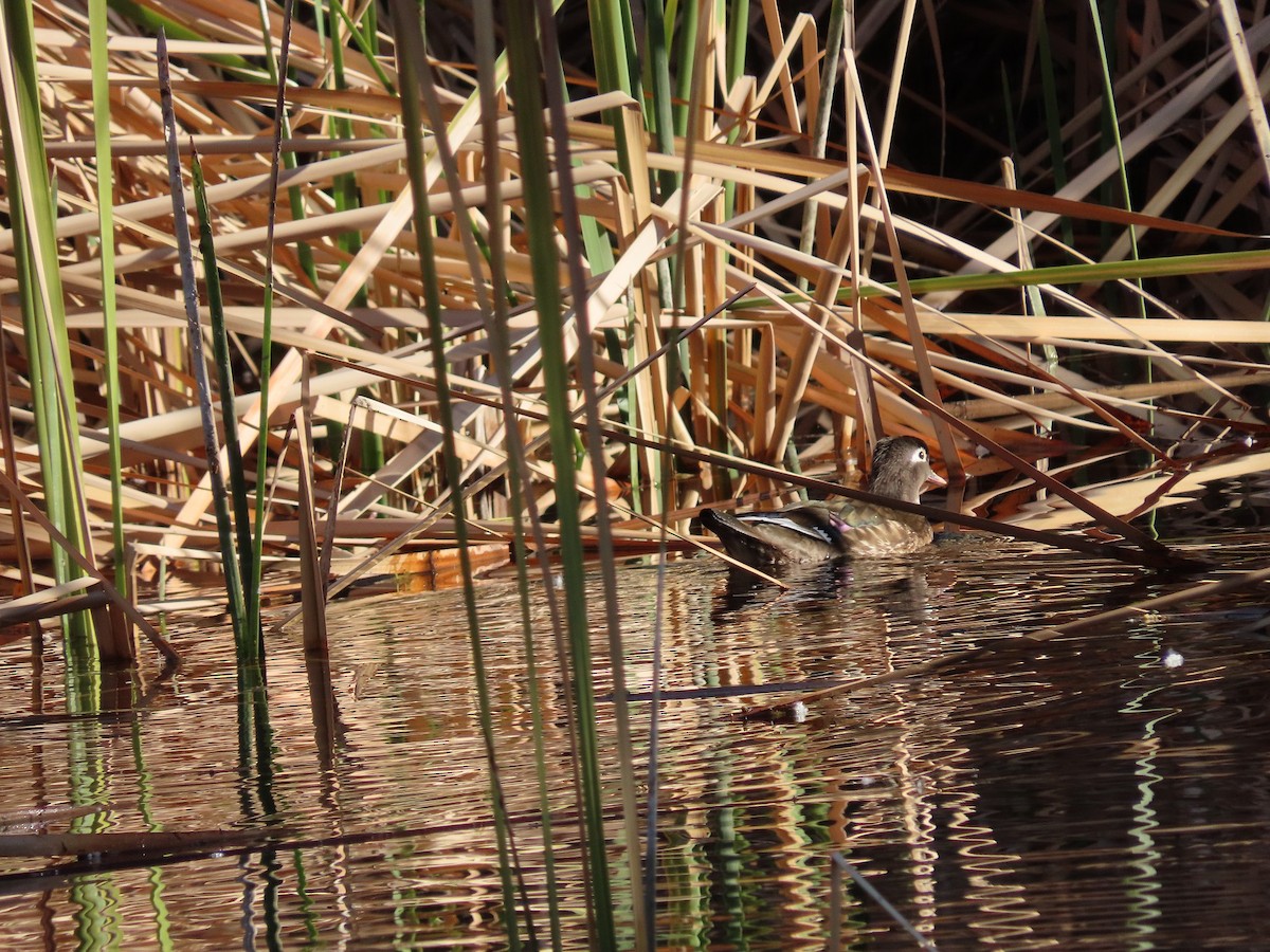 Wood Duck - ML317788101