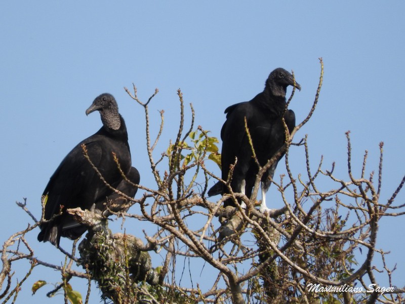 Black Vulture - ML31778821