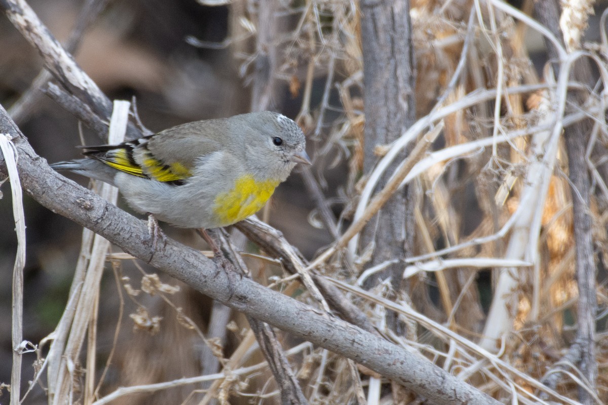 Lawrence's Goldfinch - Owen Sinkus