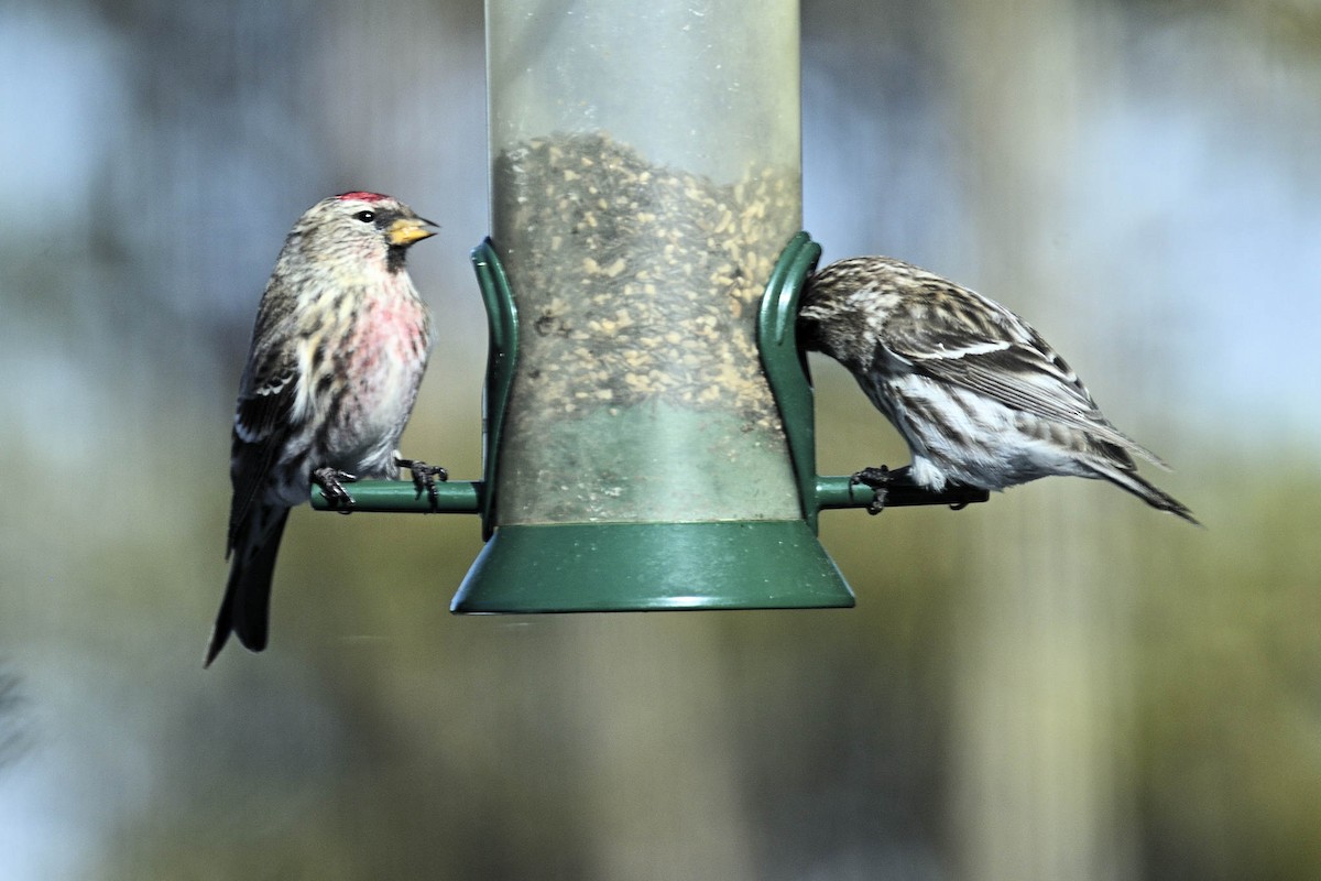 Redpoll (Common) - ML317790031