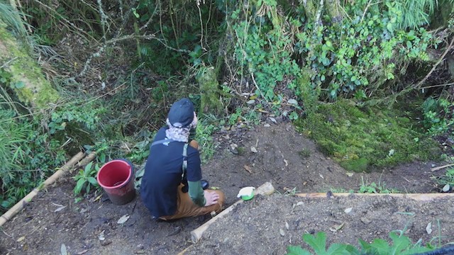 Equatorial Antpitta - ML317790311