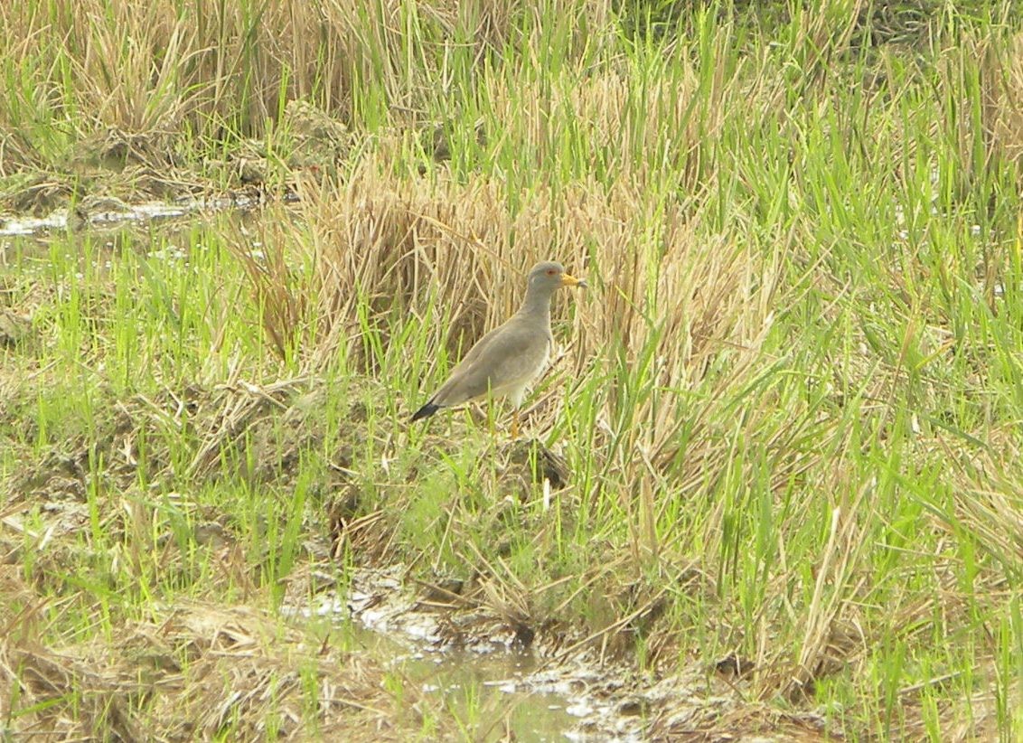 Gray-headed Lapwing - ML317790401