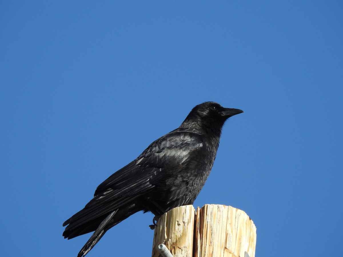 American Crow - ML317790481