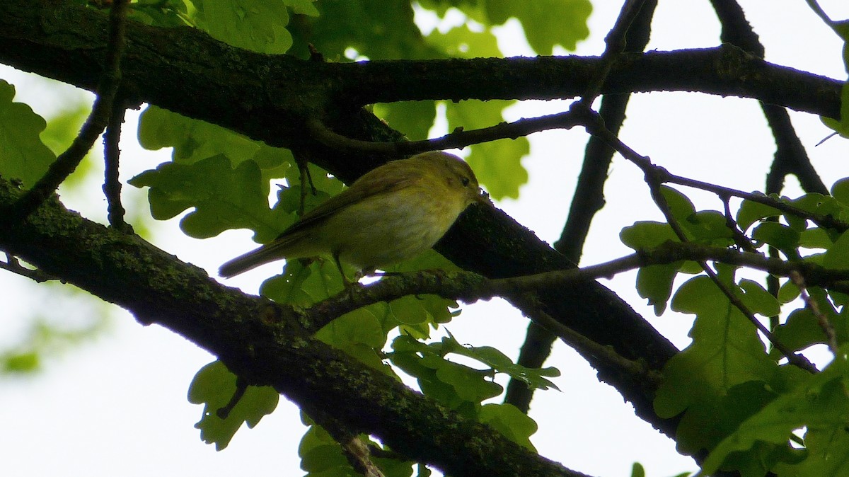 Iberian Chiffchaff - ML317793291