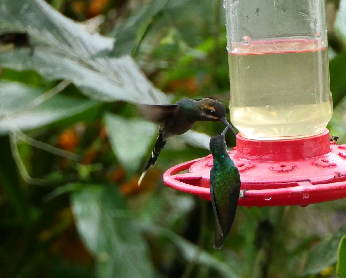kolibřík dlouhoocasý - ML317794801
