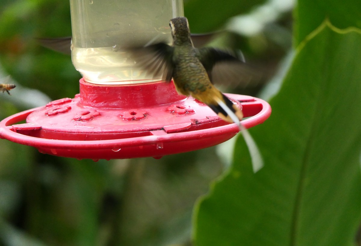 kolibřík dlouhoocasý - ML317794831